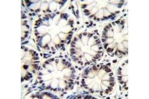 Immunohistochemistry (IHC) image for anti-POU Domain, Class 2, Transcription Factor 1 (POU2F1) (AA 364-391) antibody (ABIN3032297)