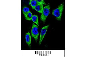 Confocal immunofluorescent analysis of LDHA Antibody with A375 cell followed by Alexa Fluor 488-conjugated goat anti-rabbit lgG (green). (Lactate Dehydrogenase A 抗体  (C-Term))