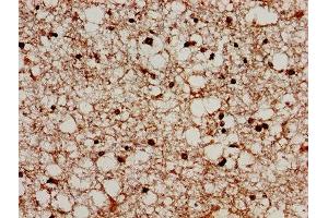 IHC image of ABIN7164750 diluted at 1:300 and staining in paraffin-embedded human brain tissue performed on a Leica BondTM system. (PRODH 抗体  (AA 71-134))