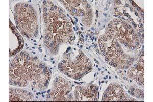 Immunohistochemical staining of paraffin-embedded Human Kidney tissue using anti-ARFGAP1 mouse monoclonal antibody. (ARFGAP1 抗体)