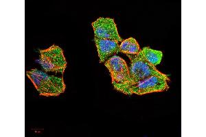 Immunofluorescence (IF) image for anti-Excision Repair Cross Complementing Polypeptide-1 (ERCC1) (AA 151-297) antibody (ABIN5542431)