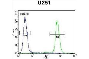 CMKOR1 Antibody (C-term) flow cytometric analysis of U251 cells (right histogram) compared to a negative control cell (left histogram). (CXCR7 抗体  (C-Term))