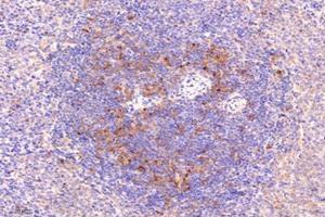 Immunohistochemistry analysis of paraffin-embedded rat spleen using,LITAF (ABIN7074508) at dilution of 1: 9600 (LITAF 抗体)