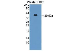 Detection of Recombinant OXTR, Mouse using Polyclonal Antibody to Oxytocin Receptor (OXTR) (Oxytocin Receptor 抗体  (AA 6-75))