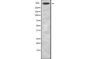 Western blot analysis of VCAN using HUVEC whole cell lysates (Versican 抗体  (C-Term))