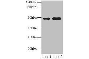 Western blot All lanes: CCNJL antibody at 3 μg/mL Lane 1: U251 whole cell lysate Lane 2: Mouse liver tissue Secondary Goat polyclonal to rabbit IgG at 1/10000 dilution Predicted band size: 49, 19 kDa Observed band size: 49 kDa (CCNJL 抗体  (AA 315-435))