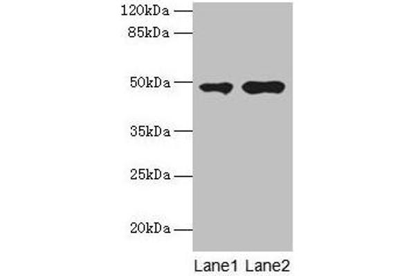 CCNJL 抗体  (AA 315-435)
