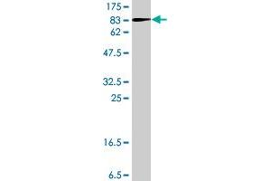 Western Blot detection against Immunogen (78. (CAP1 抗体  (AA 1-475))