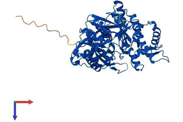 GK5 Protein (AA 1-529) (His tag)