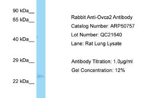 WB Suggested Anti-Ovca2 Antibody   Titration: 1. (OVCA2 抗体  (Middle Region))