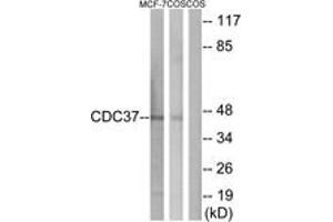 Western blot analysis of extracts from MCF-7/COS7 cells, using CDC37 (Ab-13) Antibody.