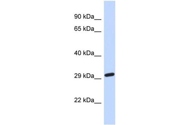 NAALAD2 抗体  (Middle Region)