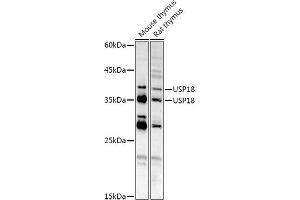 Western blot analysis of extracts of various cell lines, using USP18 antibody (ABIN7271145) at 1:1000 dilution. (USP18 抗体  (AA 200-300))