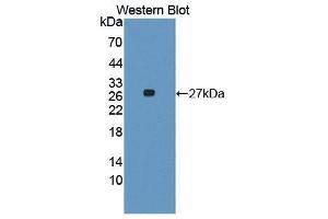 Western Blotting (WB) image for anti-Fas Ligand (TNF Superfamily, Member 6) (FASL) antibody (Biotin) (ABIN1172032) (FASL 抗体  (Biotin))