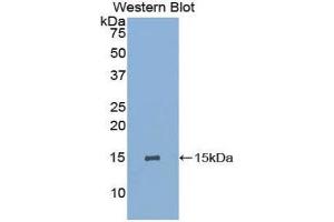Western Blotting (WB) image for anti-Glycophorin A (GYPA) (AA 1-108) antibody (ABIN1859104) (CD235a/GYPA 抗体  (AA 1-108))
