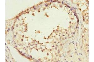 Immunohistochemistry of paraffin-embedded human testis tissue using ABIN7148495 at dilution of 1:100 (COPS3 抗体  (AA 194-423))