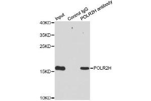 Immunoprecipitation analysis of 200ug extracts of MCF7 cells using 1ug POLR2H antibody (ABIN2564621). (POLR2H 抗体)