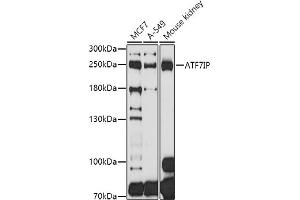 Western blot analysis of extracts of various cell lines, using IP antibody  at 1:1000 dilution. (MCAF1 抗体  (AA 525-725))