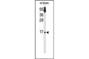 Western blot analysis of PPP3R2 / CBLP Antibody (N-term) in mouse brain tissue lysates (35ug/lane). (Calcineurin B 抗体  (N-Term))