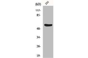 Western Blot analysis of 293 cells using Gasdermin C Polyclonal Antibody (MLZE 抗体  (Internal Region))