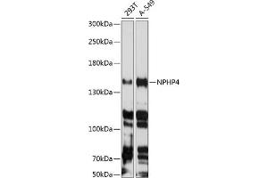 Western blot analysis of extracts of various cell lines, using NPHP4 antibody  at 1:3000 dilution. (NPHP4 抗体  (AA 1247-1426))