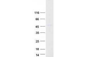 Western Blotting (WB) image for Muscleblind-like Protein 1 (MBNL1) (Transcript Variant 1) protein (Myc-DYKDDDDK Tag) (ABIN2725580)