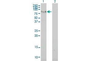 Western Blot analysis of C6orf32 expression in transfected 293T cell line by C6orf32 monoclonal antibody (M02), clone 2F6-1A11. (FAM65B 抗体  (AA 1-591))