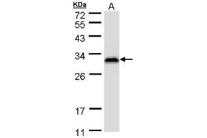 WB Image Sample (30 ug of whole cell lysate) A: HeLa S3 , 12% SDS PAGE antibody diluted at 1:1000 (RANBP1 抗体)