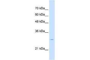 Tetraspanin 32 antibody used at 2. (TSPAN32 抗体  (Middle Region))