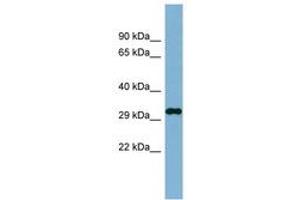 Image no. 1 for anti-DDRGK Domain Containing 1 (DDRGK1) (AA 35-84) antibody (ABIN6741873) (DDRGK1 抗体  (AA 35-84))