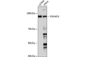 Western blot analysis of extracts of various cell lines, using TNF antibody (ABIN7271076) at 1:1000 dilution. (TNFAIP3 抗体)