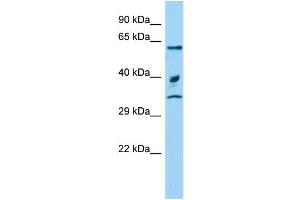 Host: Rabbit Target Name: Arih2 Sample Type: Rat Testis lysates Antibody Dilution: 1. (ARIH2 抗体  (C-Term))