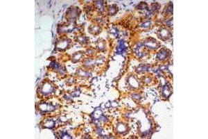 Immunohistochemical analysis of Beta-actin staining in human ovary formalin fixed paraffin embedded tissue section. (beta Actin 抗体)