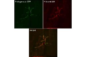 Immunofluorescence (IF) image for anti-Green Fluorescent Protein (GFP) antibody (ABIN1439999) (GFP 抗体)