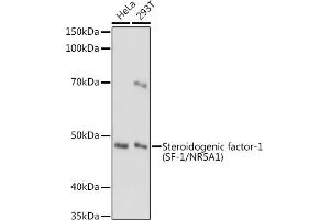 Western blot analysis of extracts of various cell lines, using Steroidogenic factor-1 (SF-1/NR5) antibody (657) at 1:1000 dilution. (NR5A1 抗体  (AA 1-120))