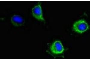 Immunofluorescent analysis of Hela cells using ABIN7169145 at dilution of 1:100 and Alexa Fluor 488-congugated AffiniPure Goat Anti-Rabbit IgG(H+L) (PIM2 抗体  (AA 1-210))