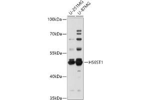 Western blot analysis of extracts of various cell lines, using HS6ST1 antibody (ABIN7267614) at 1:1000 dilution. (HS6ST1 抗体  (AA 302-411))
