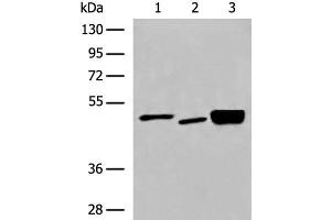 Western blot analysis of 293T cell Human cerebrum tissue and Mouse brain tissue lysates using DMTN Polyclonal Antibody at dilution of 1:550 (Dematin 抗体)