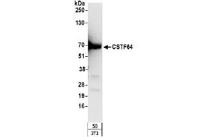 Western Blotting (WB) image for anti-Cleavage Stimulation Factor, 3' Pre-RNA, Subunit 2, 64kDa (CSTF2) (AA 527-577) antibody (ABIN7453681)