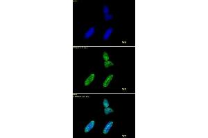 Histone H3 acetyl Lys9 antibody tested by immunofluorescence. (Histone 3 抗体  (H3K9ac))