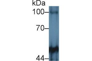 Western Blot; Sample: Mouse Cerebrum lysate; Primary Ab: 2µg/mL Rabbit Anti-Human PTPRM Antibody Second Ab: 0. (PTPRM 抗体  (AA 1197-1403))