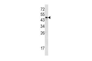 Western blot analysis of SERPINA7 Antibody in MDA-MB231 cell line lysates (35ug/lane) (SERPINA7 抗体  (C-Term))