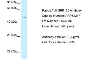 Western Blotting (WB) image for anti-G Protein-Coupled Receptor 150 (GPR150) (C-Term) antibody (ABIN2789097)
