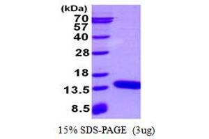 Image no. 1 for S100 Calcium Binding Protein A3 (S100A3) protein (His tag) (ABIN1098352) (S100A3 Protein (His tag))