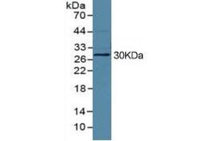 Rabbit Capture antibody from the kit in WB with Positive Control: HepG2 cell lysate. (HMGB1 ELISA 试剂盒)