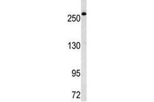 Western blot analysis of FASN antibody in Ramos lysate. (Fatty Acid Synthase 抗体  (AA 942-973))