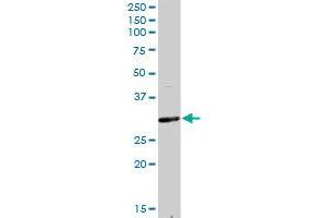 F11R MaxPab rabbit polyclonal antibody. (F11R 抗体  (AA 1-299))