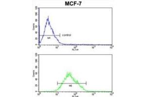 Flow Cytometry (FACS) image for anti-Cytochrome C Oxidase Subunit Va (COX5A) antibody (ABIN3004055) (COX5A 抗体)