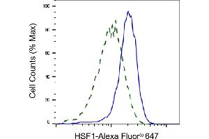 Validation of HSF1 knockdown using flow cytometry. (Recombinant HSF1 抗体)