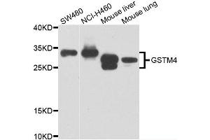 Western blot analysis of extracts of various cell lines, using GSTM4 antibody. (GSTM4 抗体)